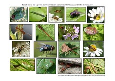 Leporello-Insekten-Fotos.pdf